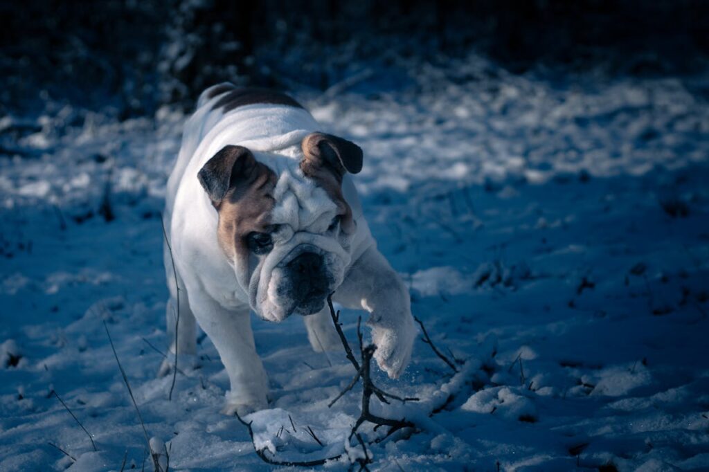 english bulldog