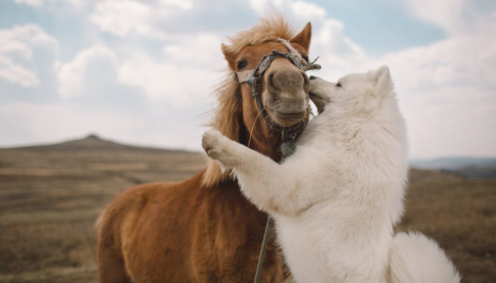 Dog with horse