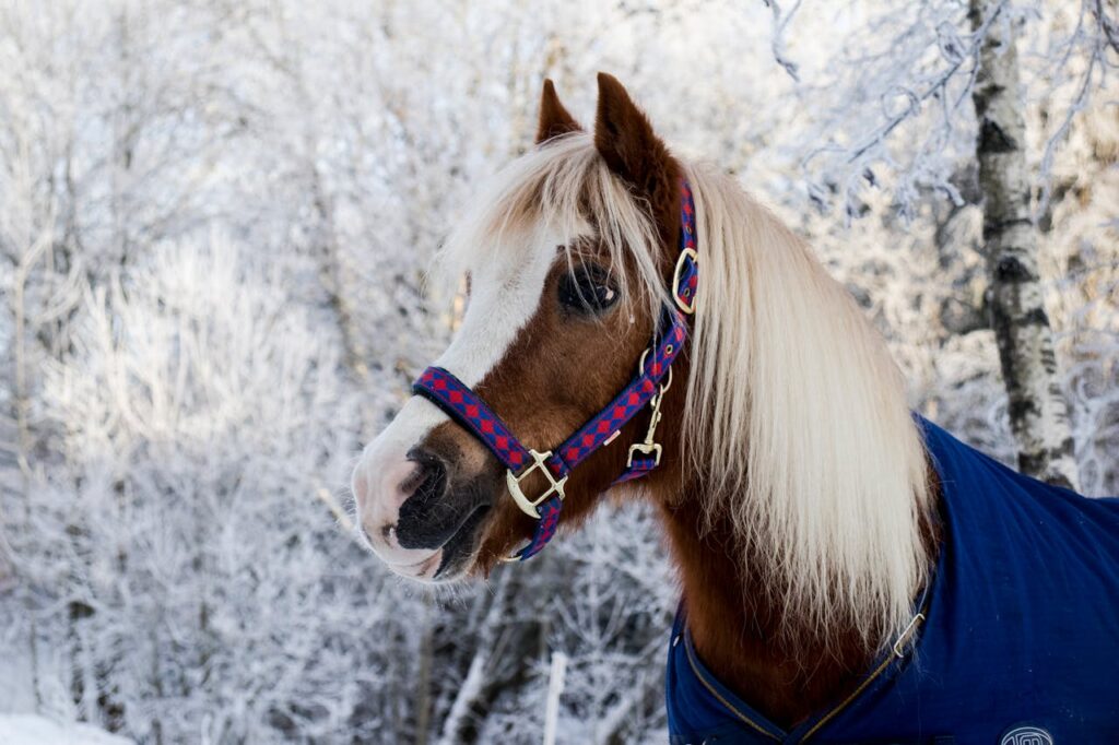 brown-pony-standing-near-snow-covered-trees-