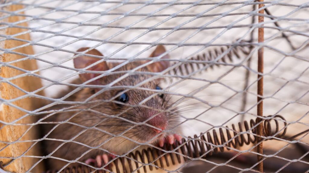 rat in a cage
