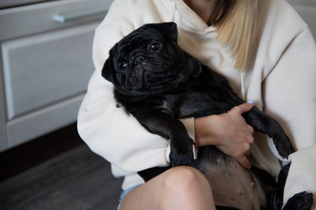 girl holding a pug