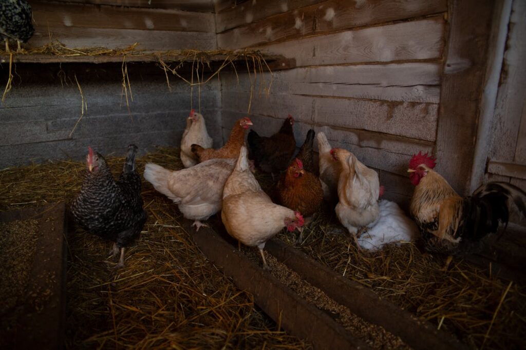 chickens in a secure coop