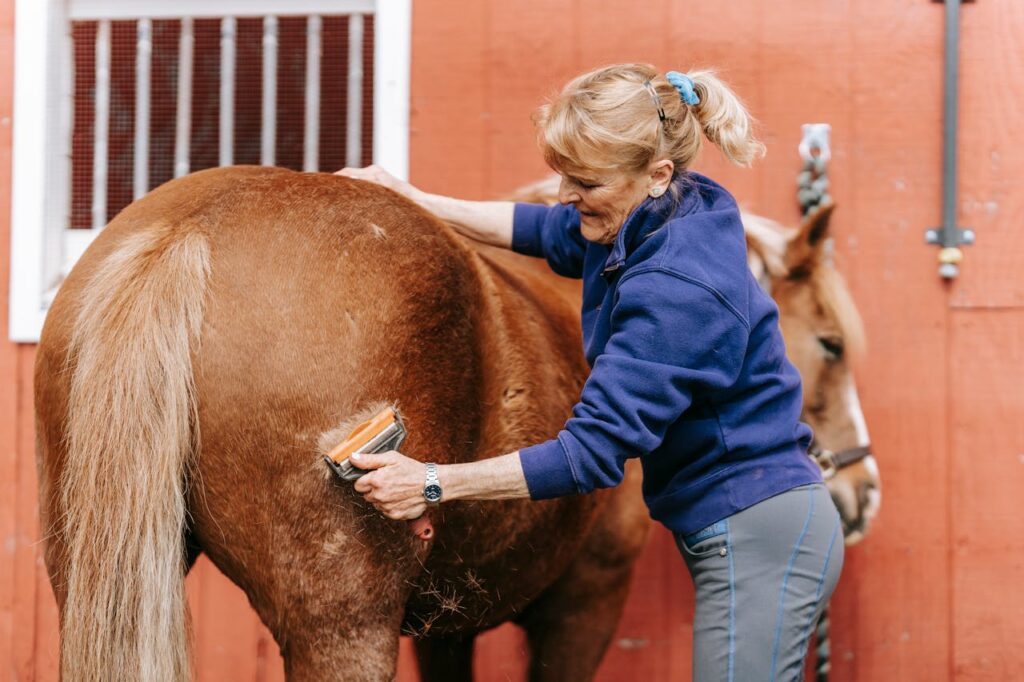 horse grooming