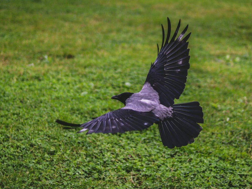 crow flying over grass field