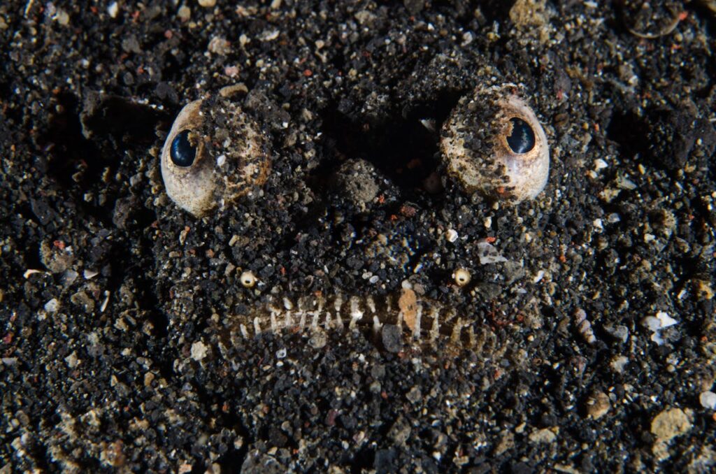 Fish camouflage