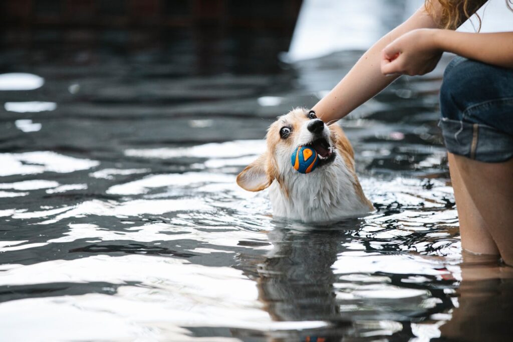 Dog Breeds That Aren’t Built for Swimming