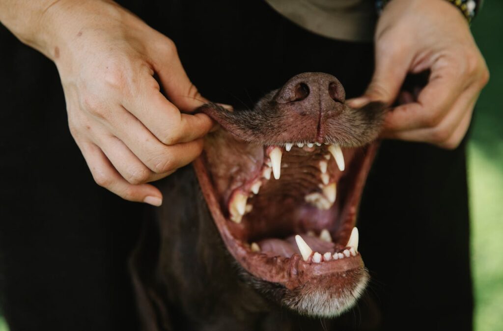 Simple Ways to Keep Your Dog’s Teeth Clean and Healthy