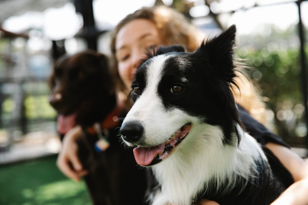 border collie