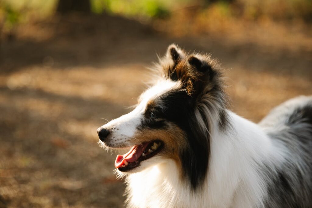Collie dog in field