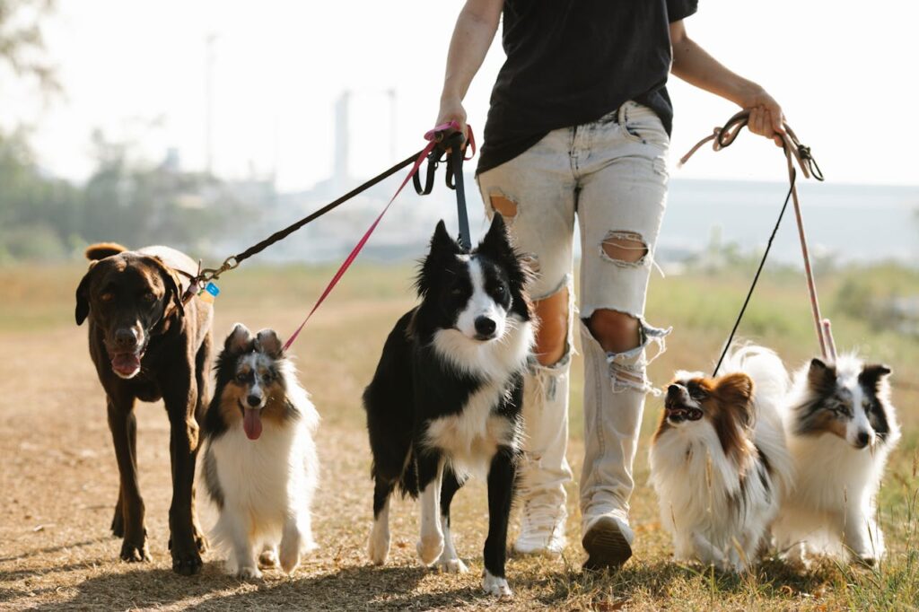 dogs walking