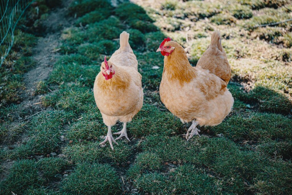 orpington-chickens-