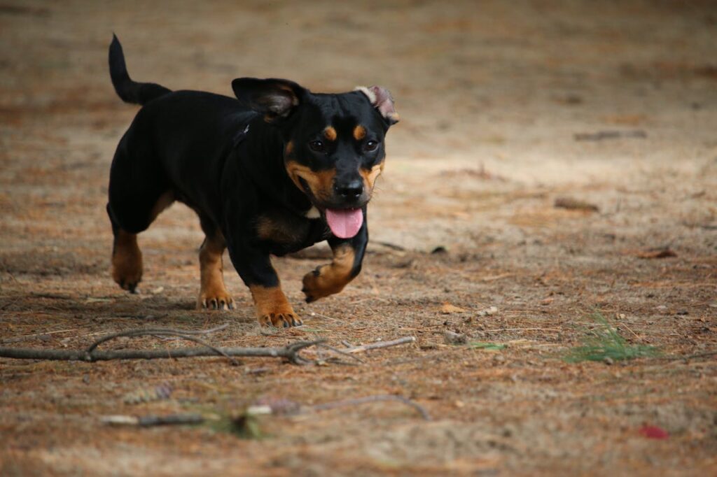 miniature pinscher running