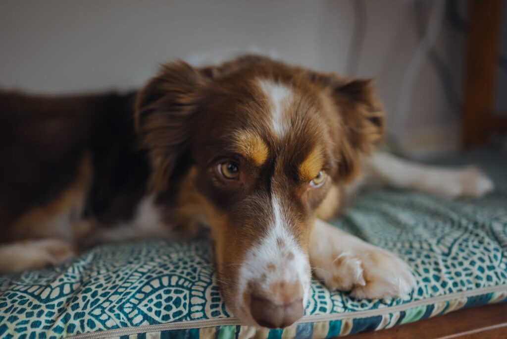Dog Breeds That are Likely to Take Over Your Bed