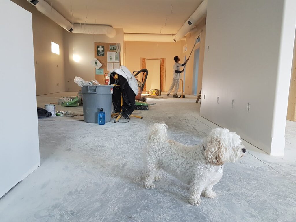 dog with paint