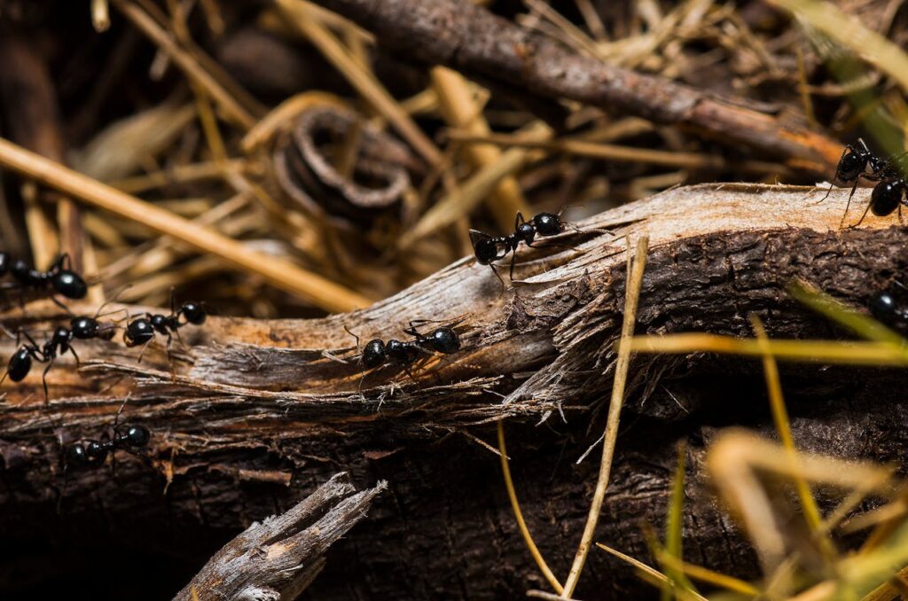 ants