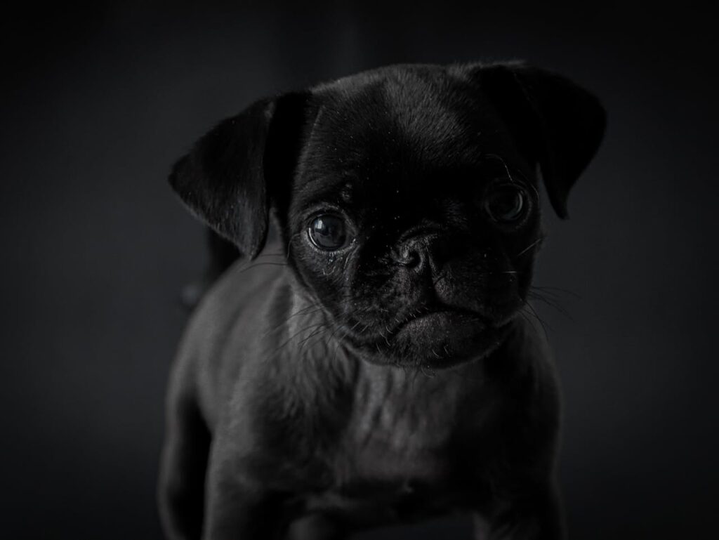 pug