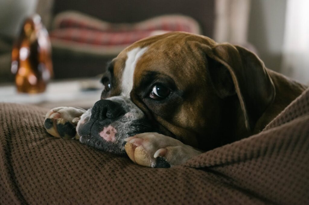 boxer dog on sofa