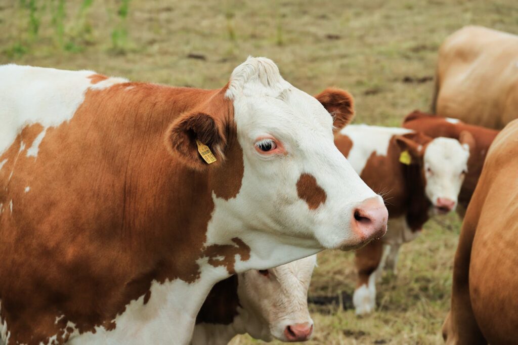 Simmental
