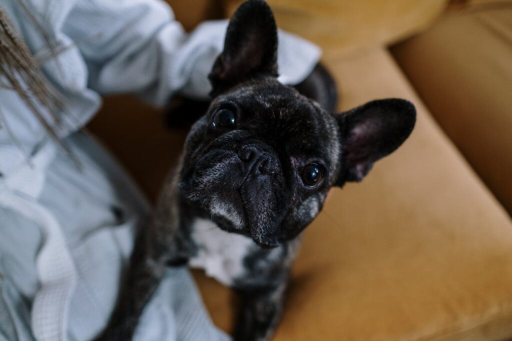 french bulldog laying calmly