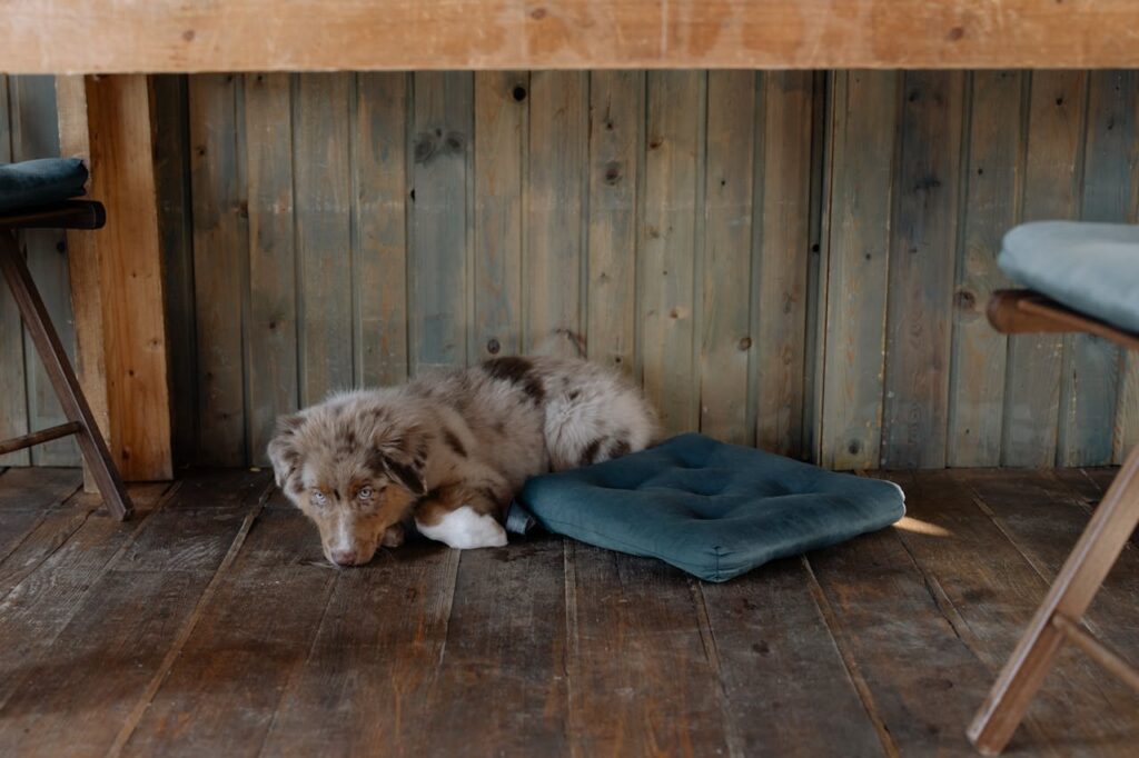 Dog lying on floor