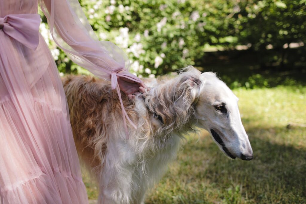 Borzoi dog with owner
