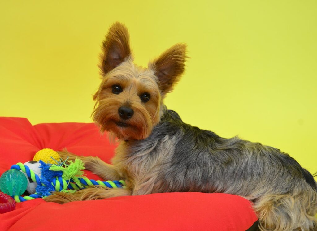 yorkshire terrier with toy