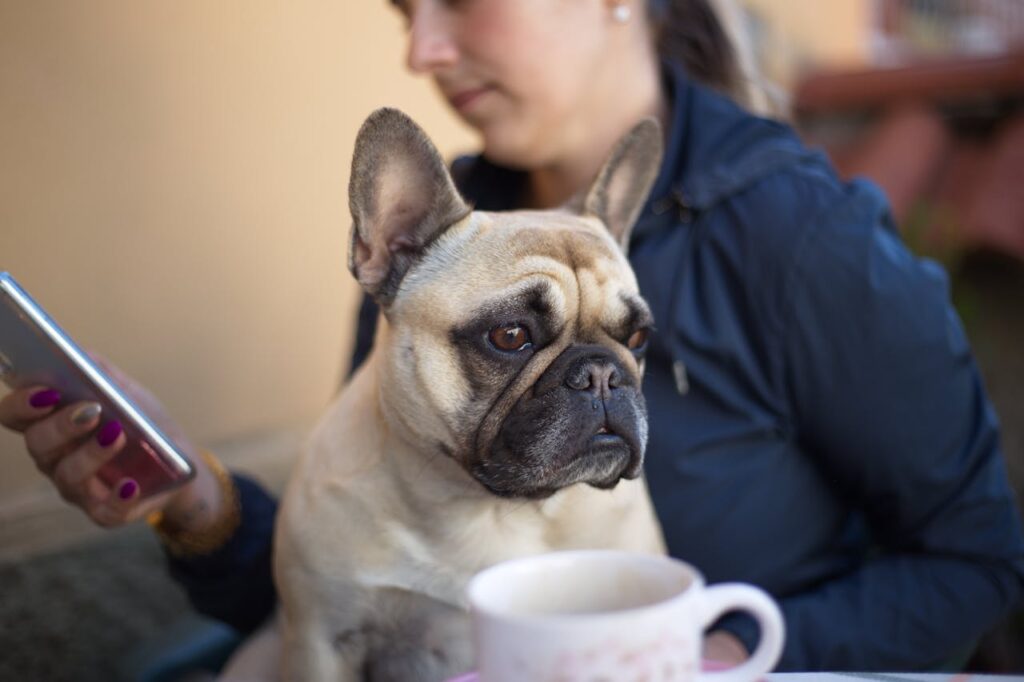 french bulldog with person