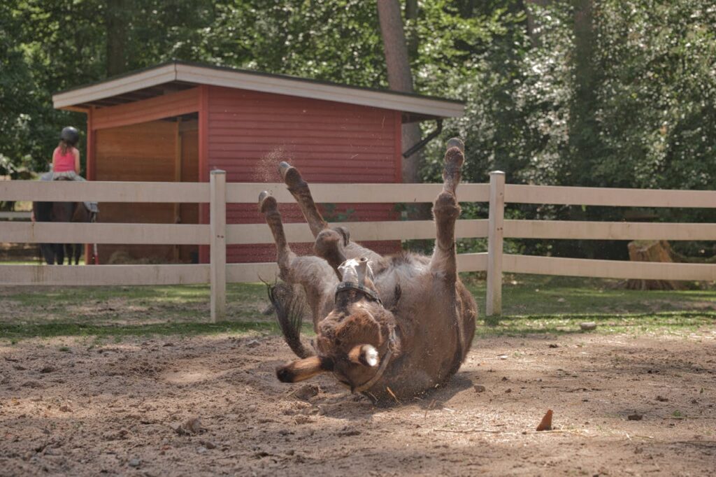 Fun Facts About Donkeys You Didn’t Know