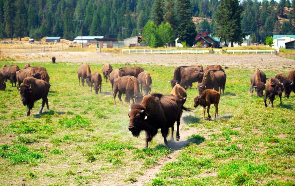 pack of bison at a farm