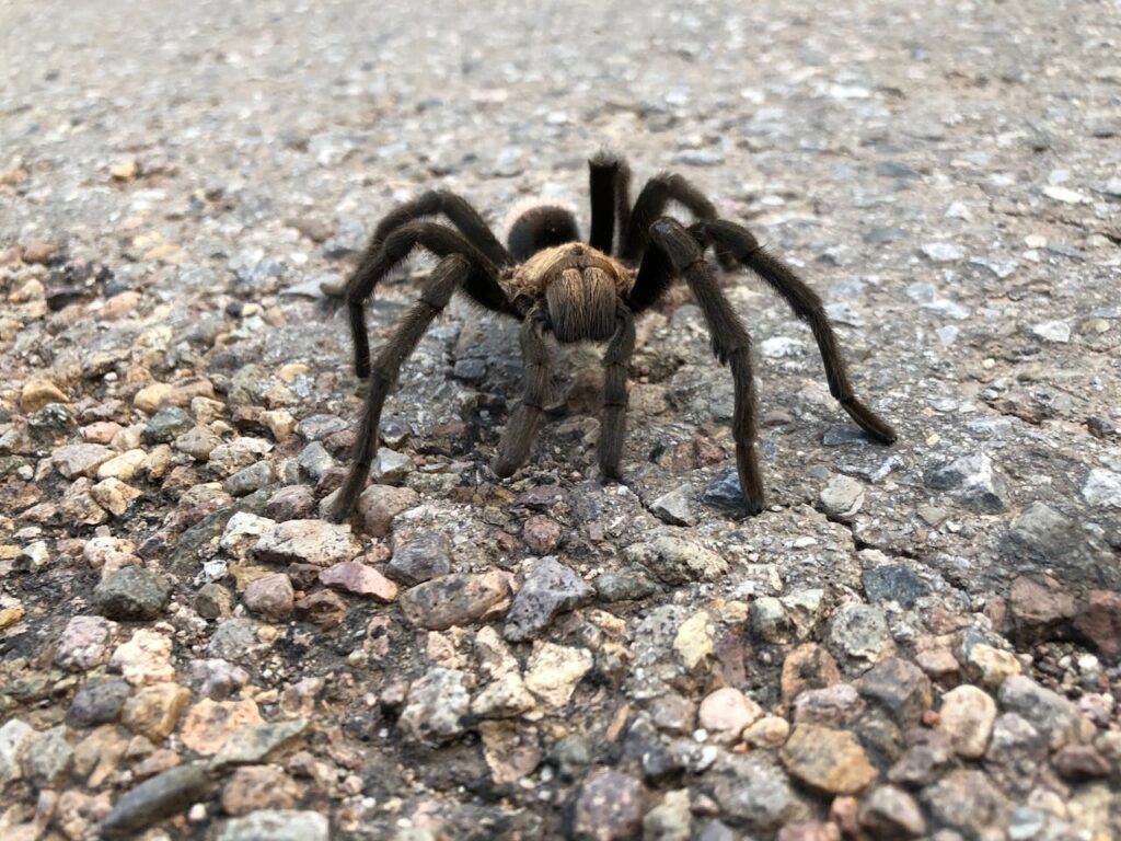 tarantula