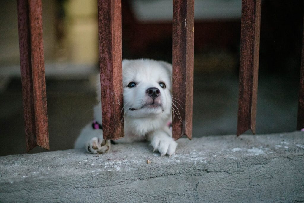 dog poking nose through grill