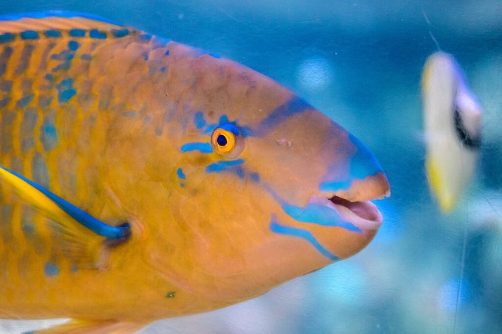 The Parrotfish