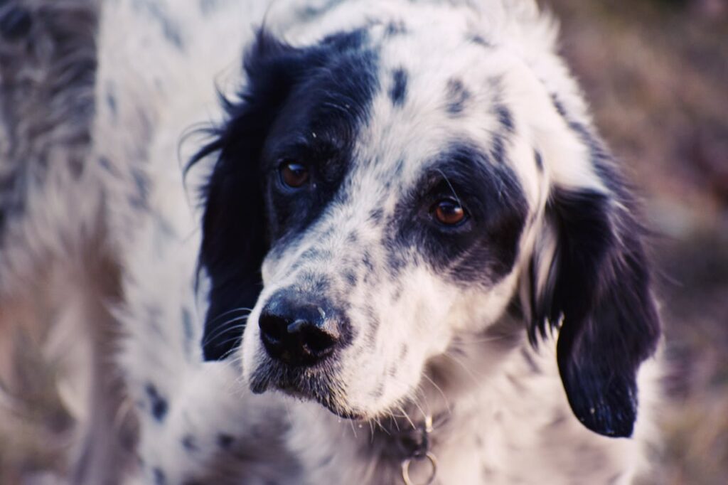 dog frowning