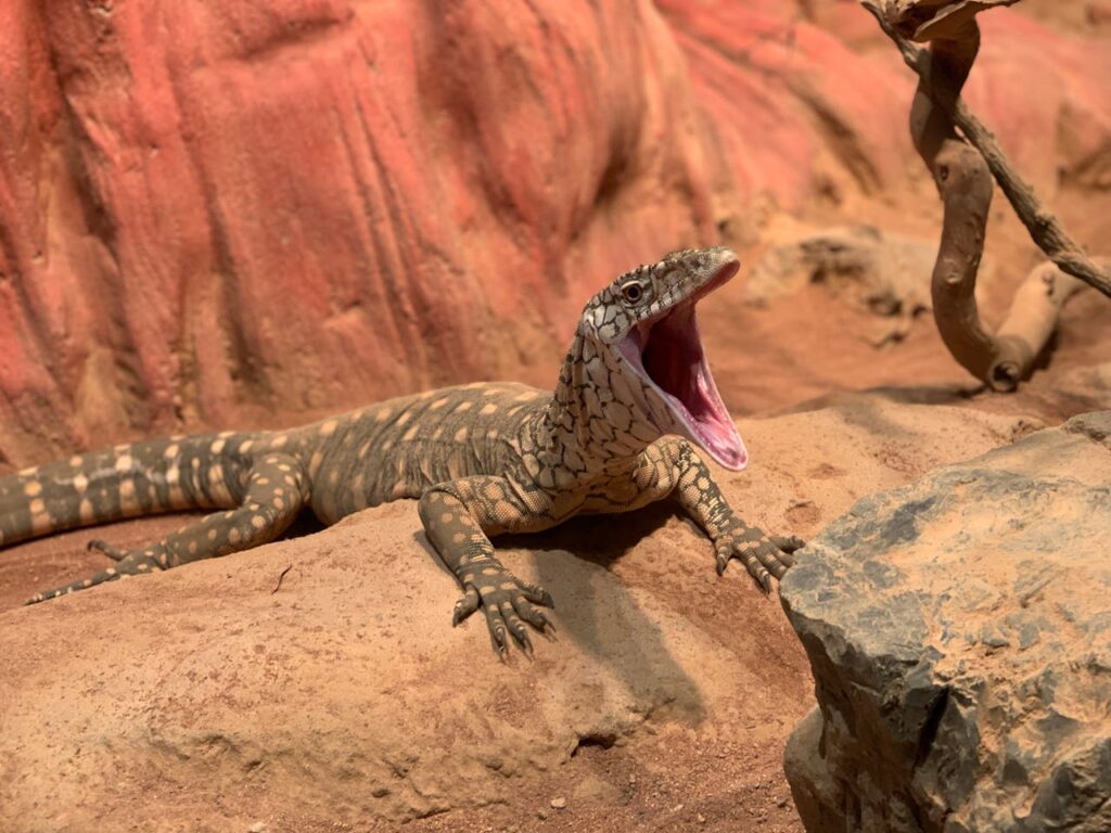 nile monitor