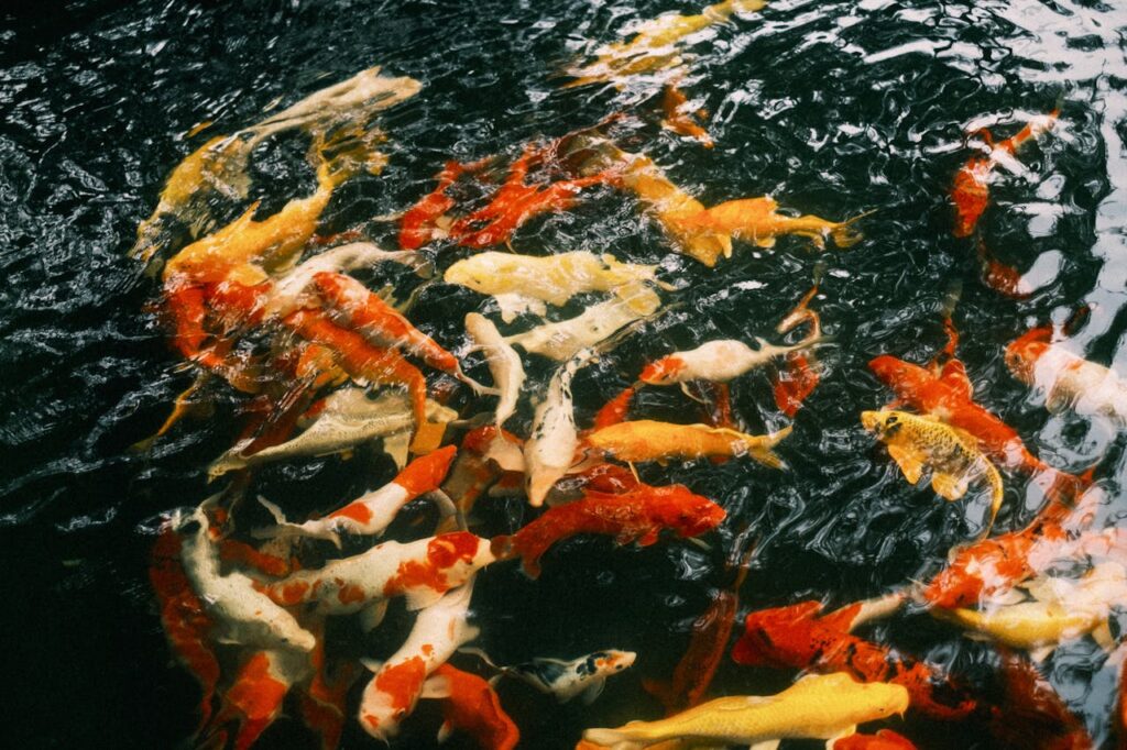 Fish That Can Survive in an Outdoor Pond