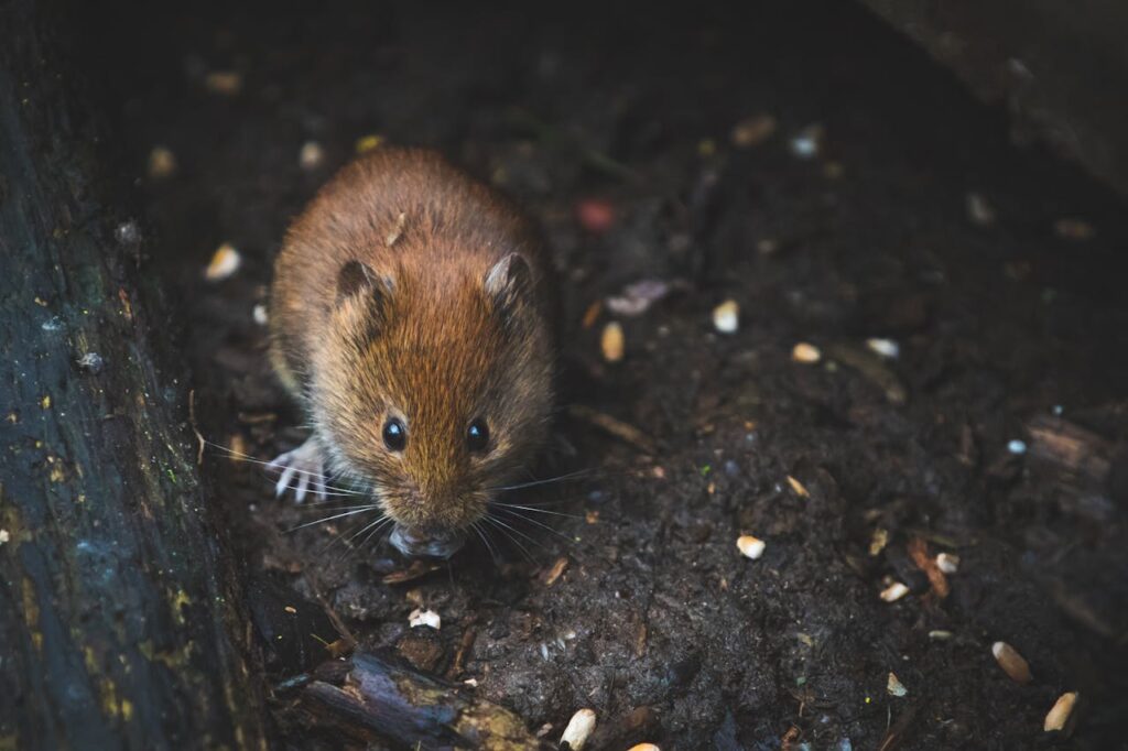 rat on soil
