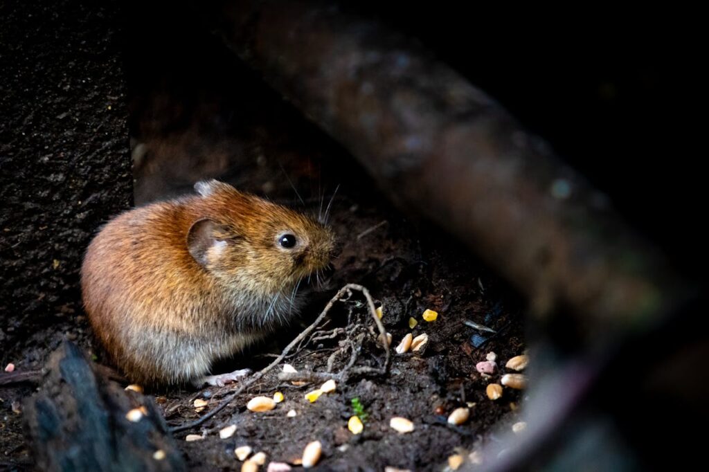 rat in a nocturnal place
