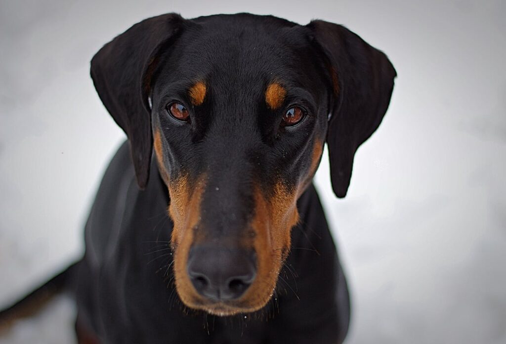 doberman-pinscher-closeup-photography-