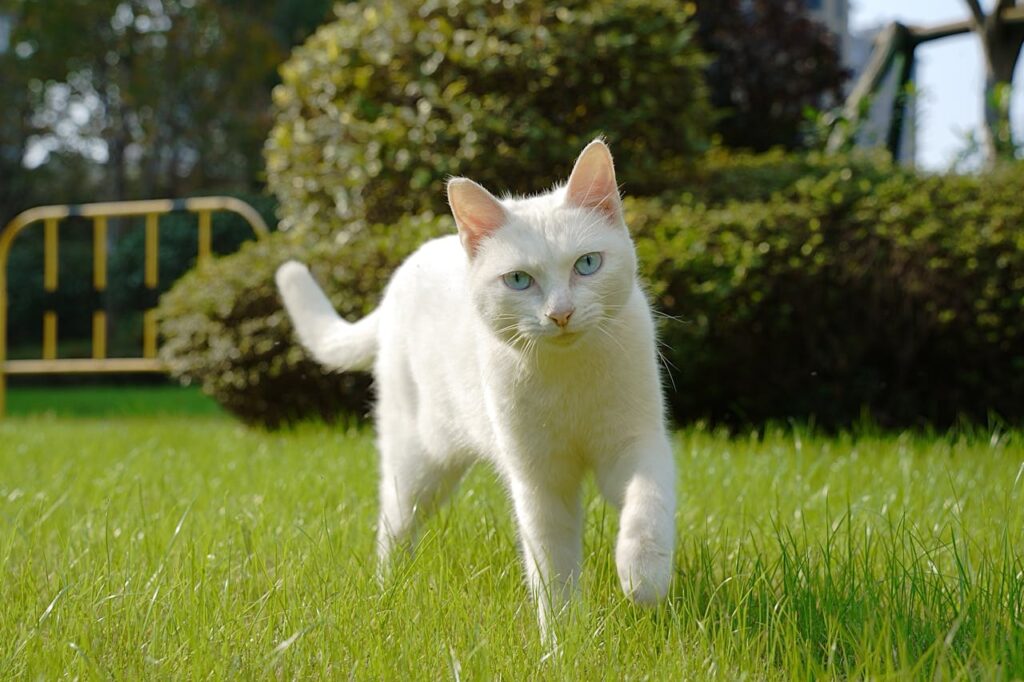 cat on grass walking