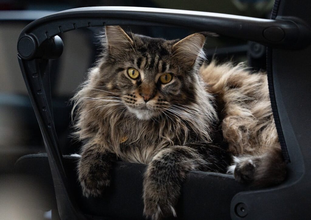 maine coon