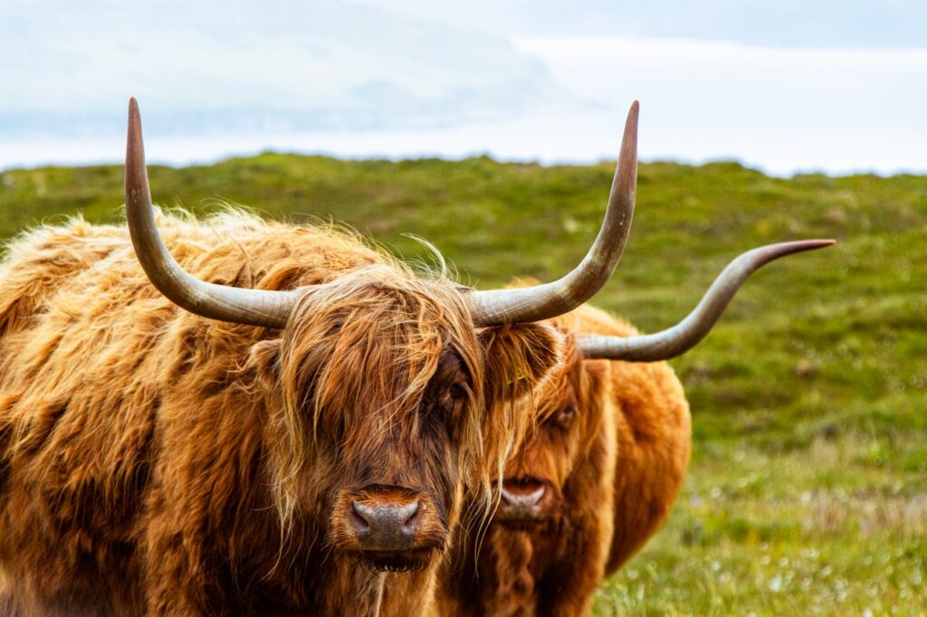 Highland cows