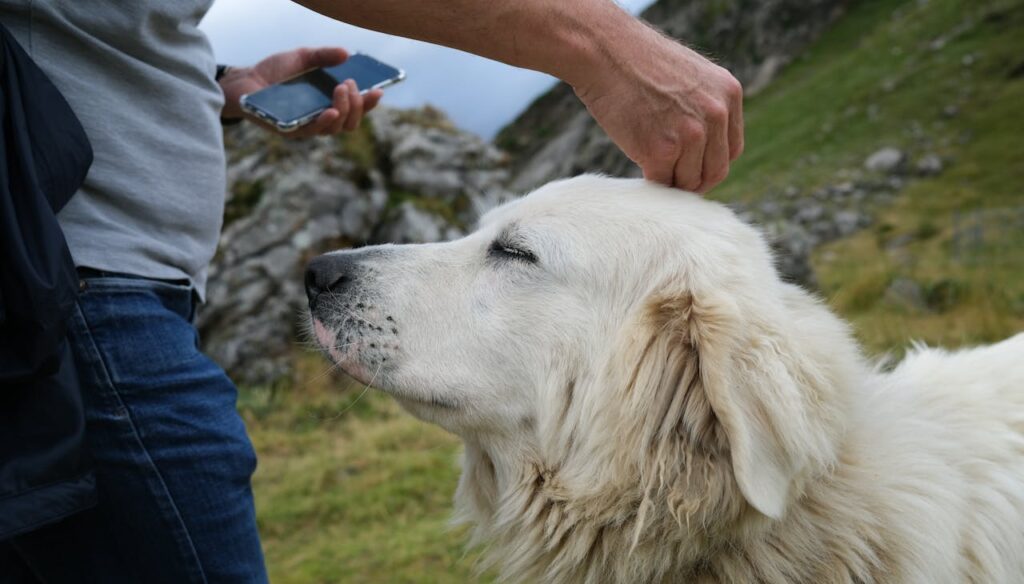 Pyrenees