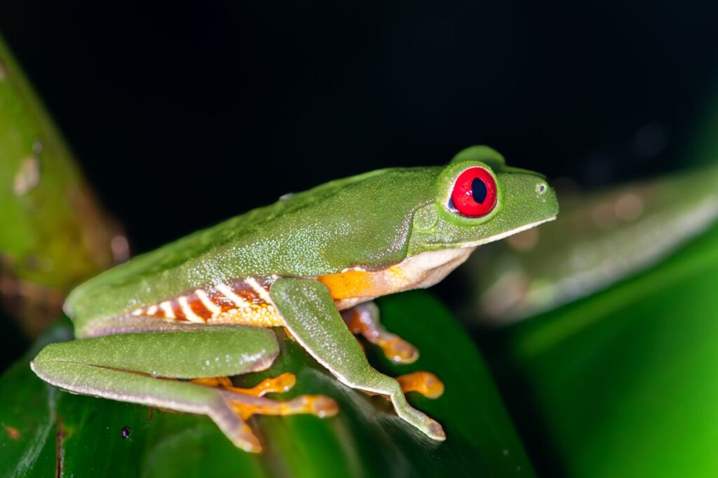 Red-eyed tree frog
