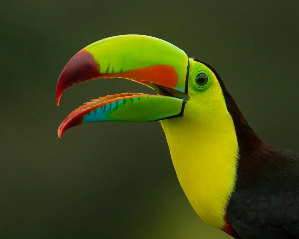 keel billed toucan