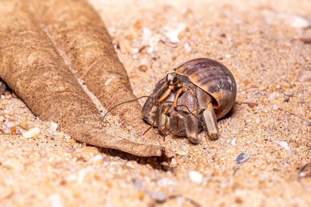 hermit crab on the sand