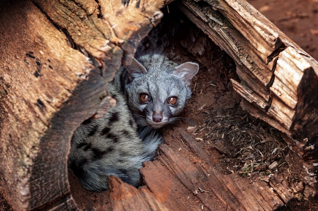 Close-up of a Common Genet in a Tree Trunk