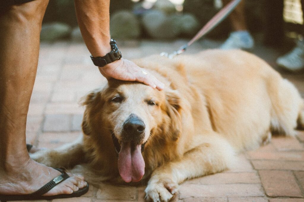 Golden Retriever getting petted