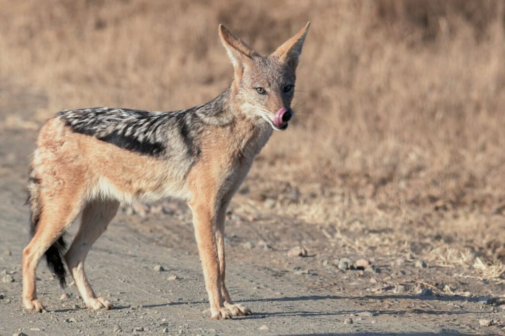 jackal