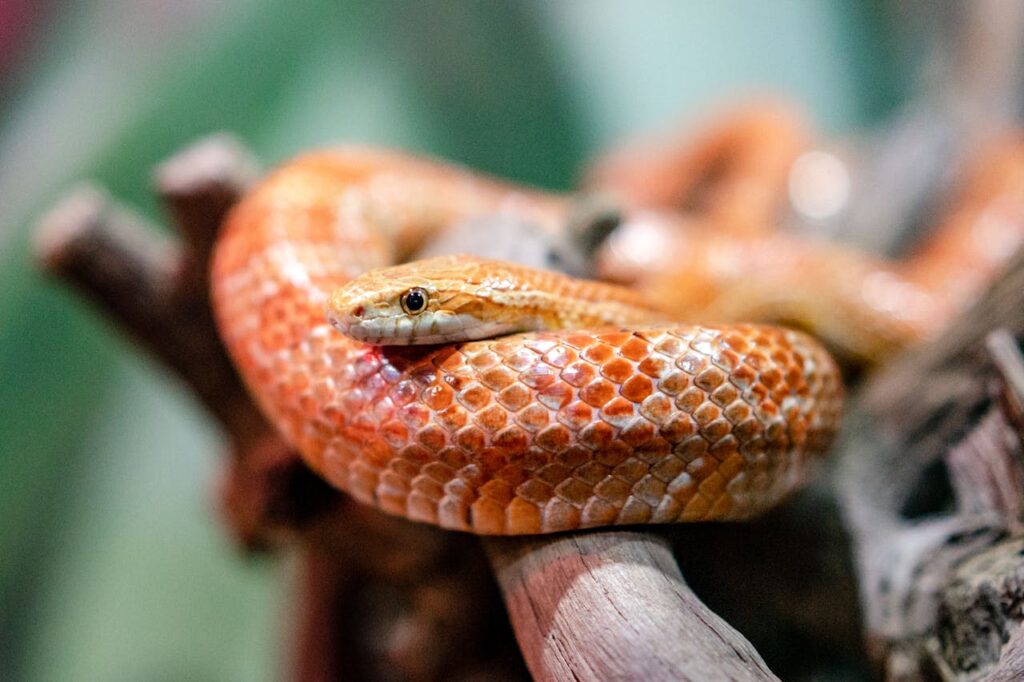 Corn snake, vibrant orange, coiled on branch