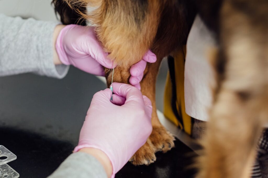 dog vaccine